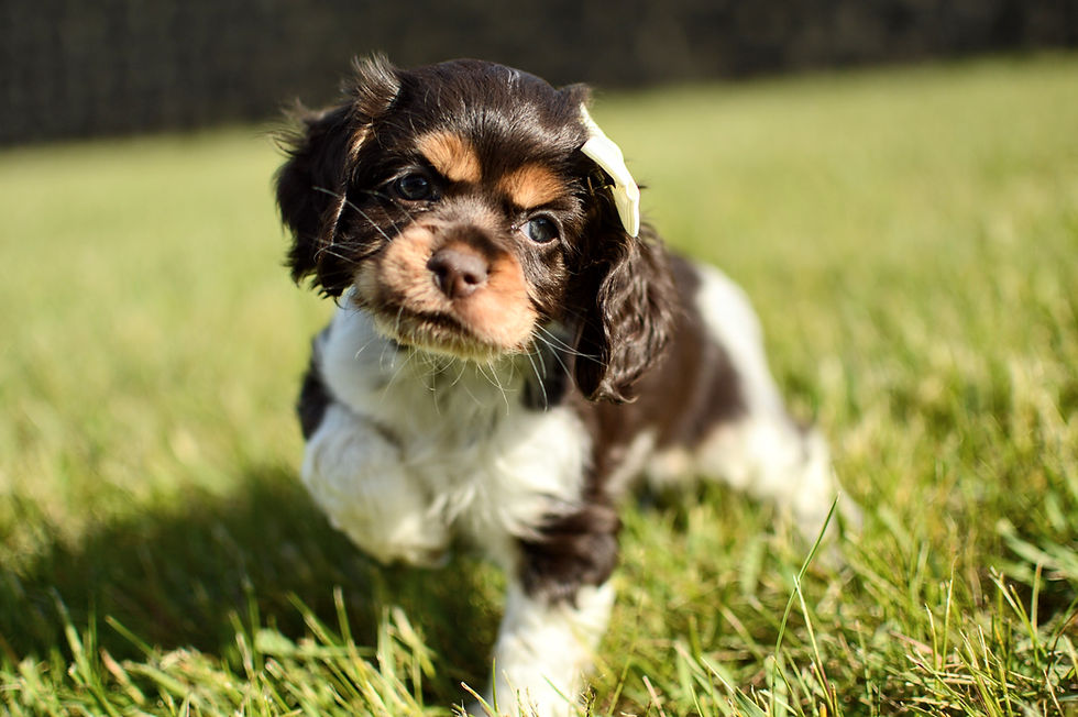 Cocker Spaniel puppy for sale