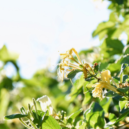 Honeysuckle Jasmine Mysite