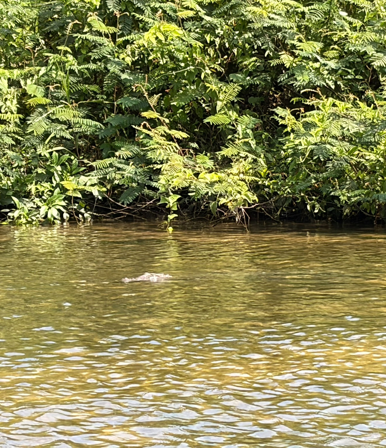 American Crocodile