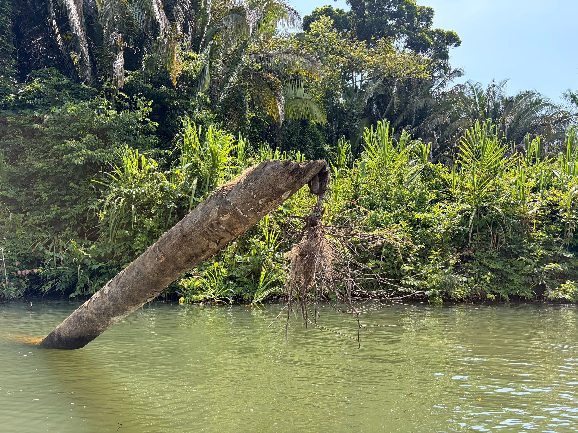 social kingfisher nest