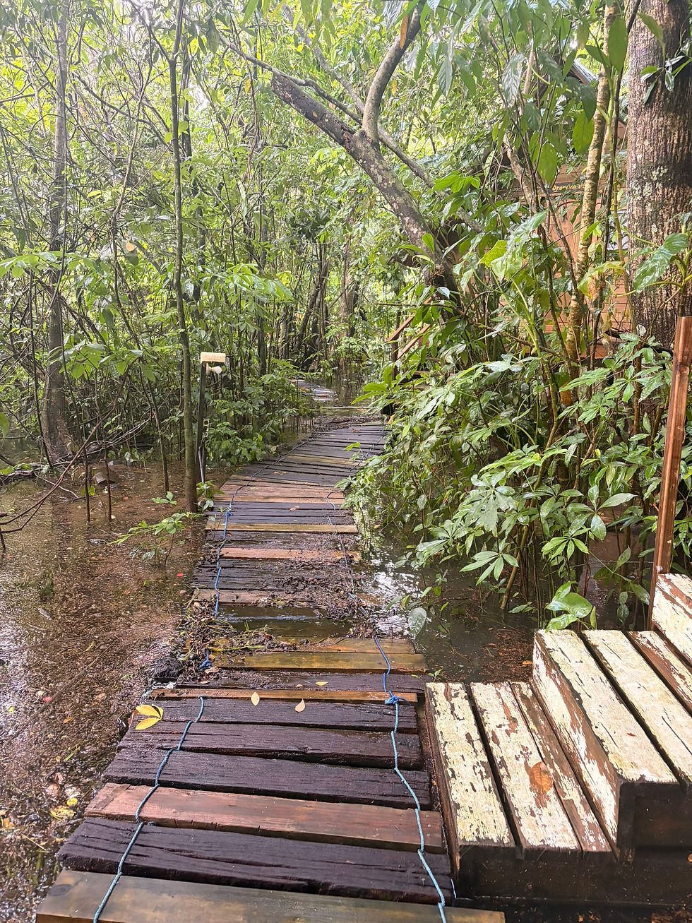 High water levels at Hacienda Tijax with easy access for crocodiles