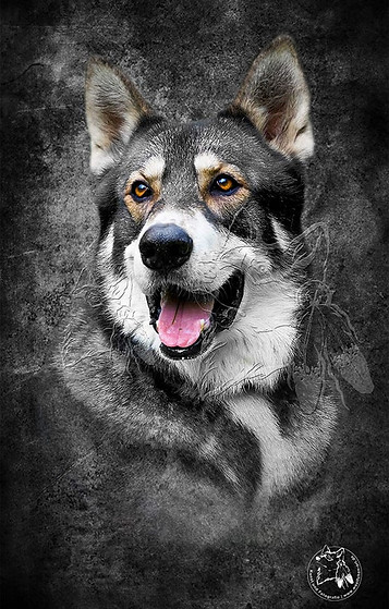 nanuq tamaskan