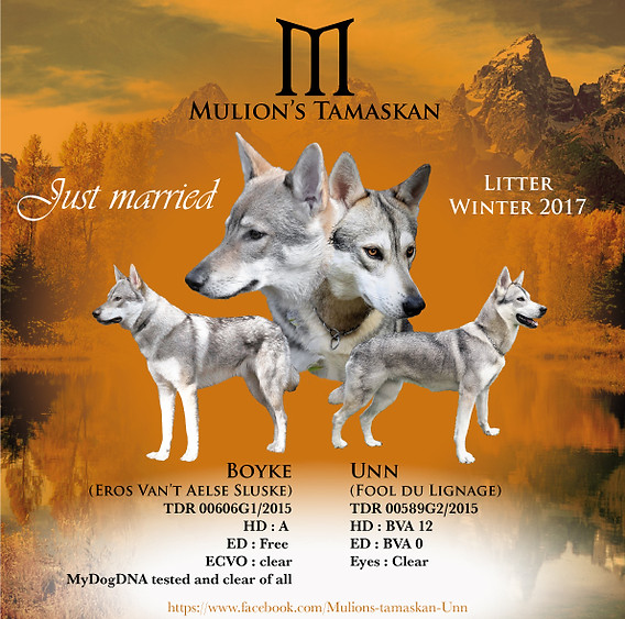 mulion's tamaskan unn boyke portée 2017