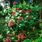 Blooming Brilliance: Your Guide to Choosing the Right Plants for Your Garden