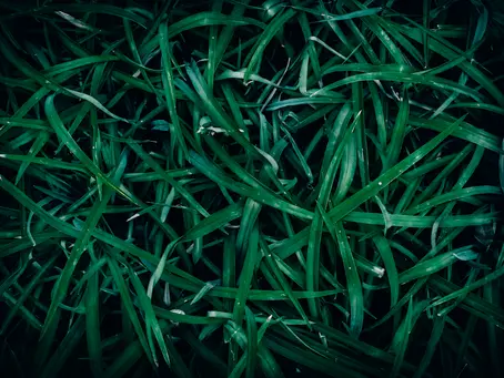 Benefits of Installing Roll-On Grass vs. Seed Sowing