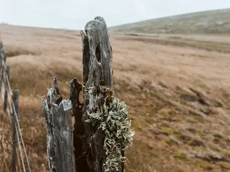 How to Maintain Your Fences for Longevity and Appeal