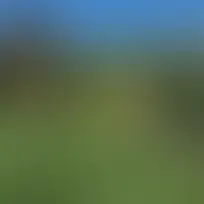 A Step-by-Step Guide to Successful Lawn Renovation