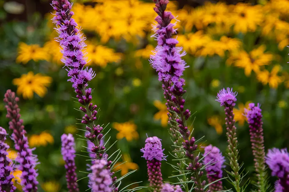 Creating Wildlife-Friendly Gardens with Native Plants