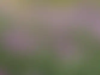 Bringing Nature Home: Choosing the Right Native Plants for Your Climate