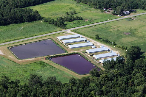 Hog farm with lagoons.jpg