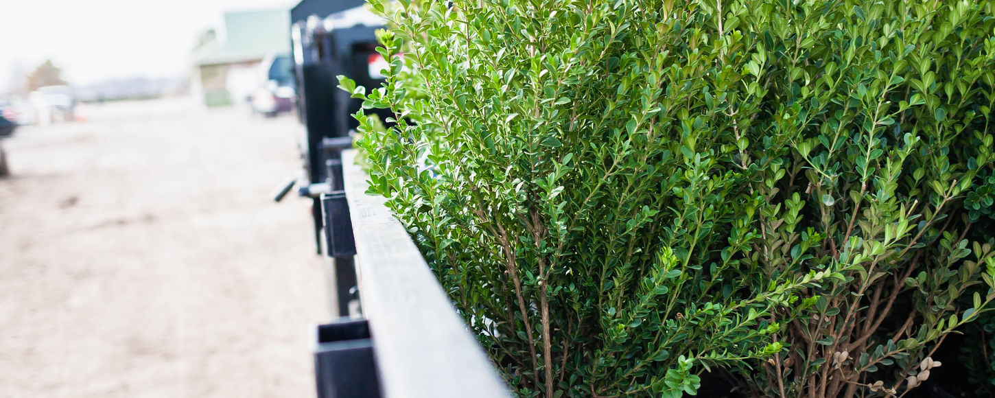SLK picking up greenery from Sanders Nursery