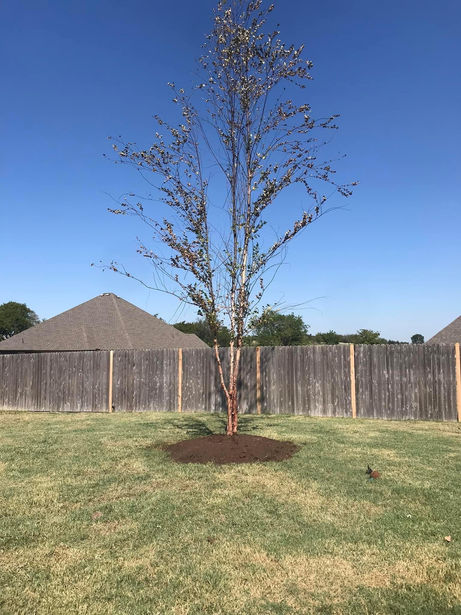 SLK planting trees
