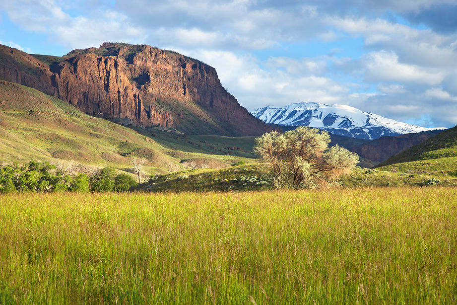 field-and-trees-below-the-absaroka-mount