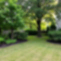 backyard of trees and grass maybe some bushes looking more residental.jpg