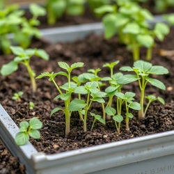 image of vegetable plants and seedlings