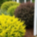 a picture of bushes and shrubs.jpg