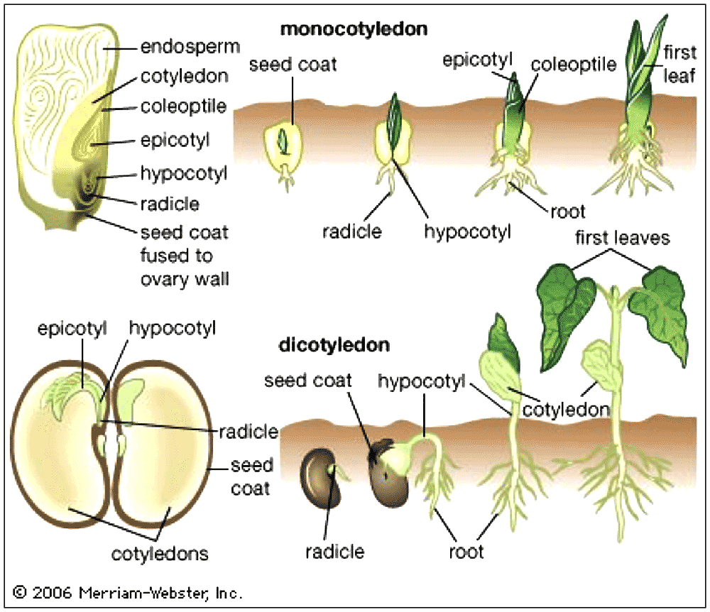 moncotvdicot.gif