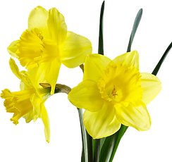 jonquilles
