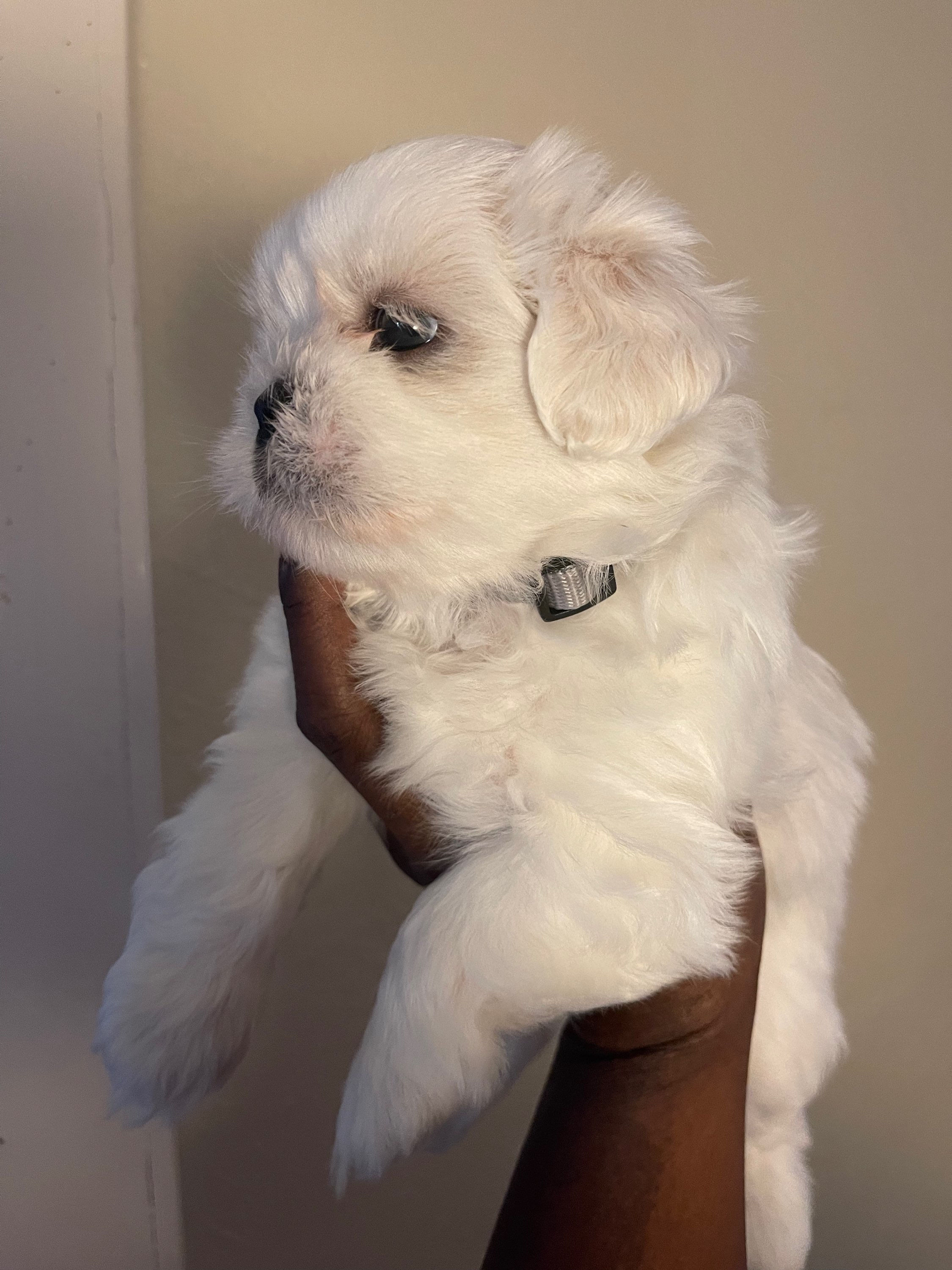 Male full blooded Shih Tzu 