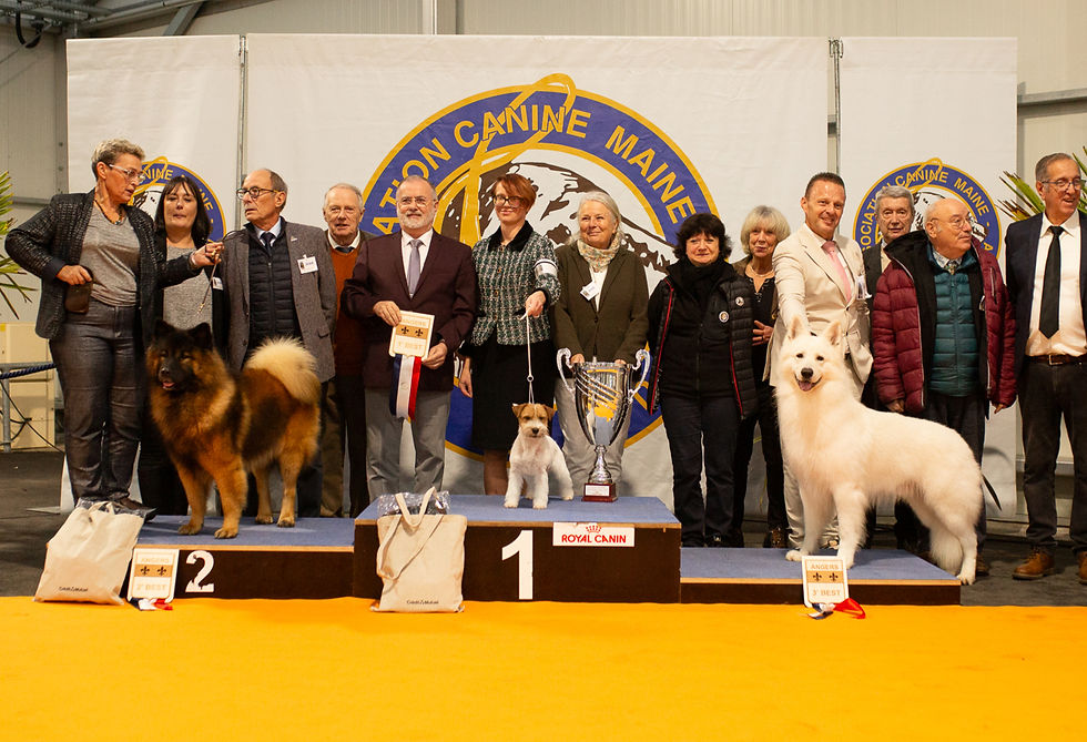 15-16 November NDS Angers: Tattoo BEST IN SHOW!