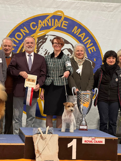 Jack russell terrier Tattoo Russtyle's du Vallon de l'Alba is a Best in Show Winner in Angers