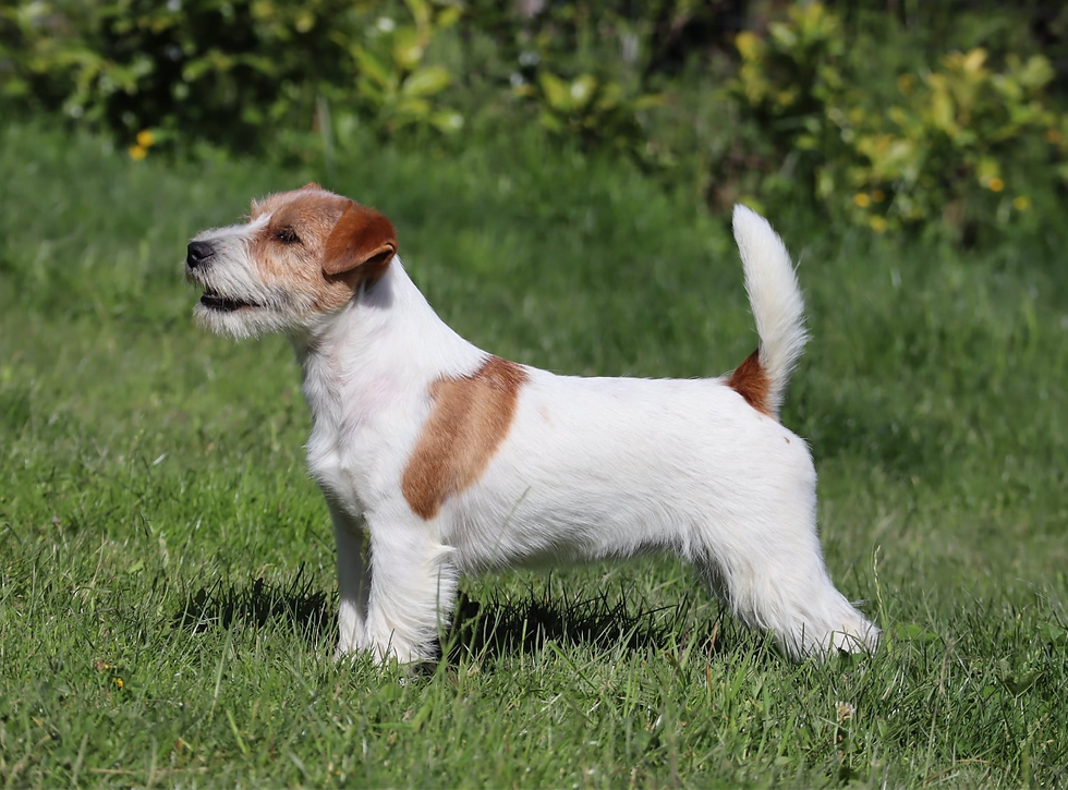 186361461_3858243930878507_2833040628412433178_n_edited