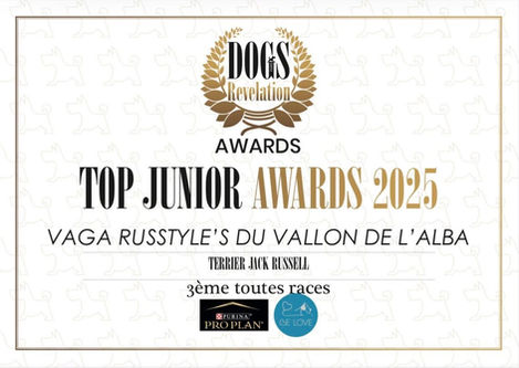 Jack Russell Terrier Vaga Russtyle's du Vallon de l'Alba is a Best Junior dog of France 2025 by results of dog shows