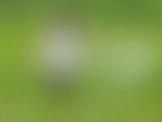 ग्रीन जोन में कृषि गतिविधियां बढऩे से किसानों को राहत मिली