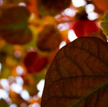 IMG_8978.JPG