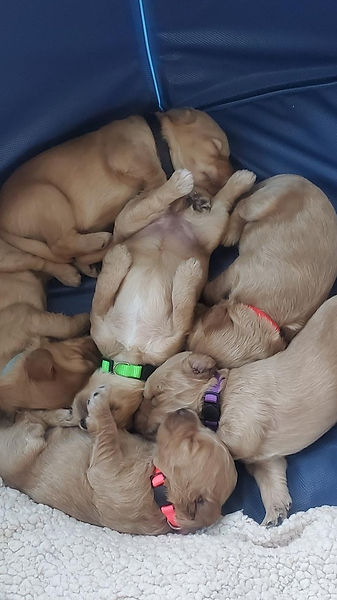 puppies1_edited_edited.jpg