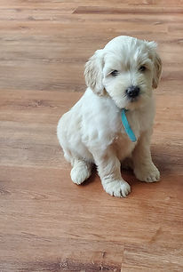 puppy1.jpg