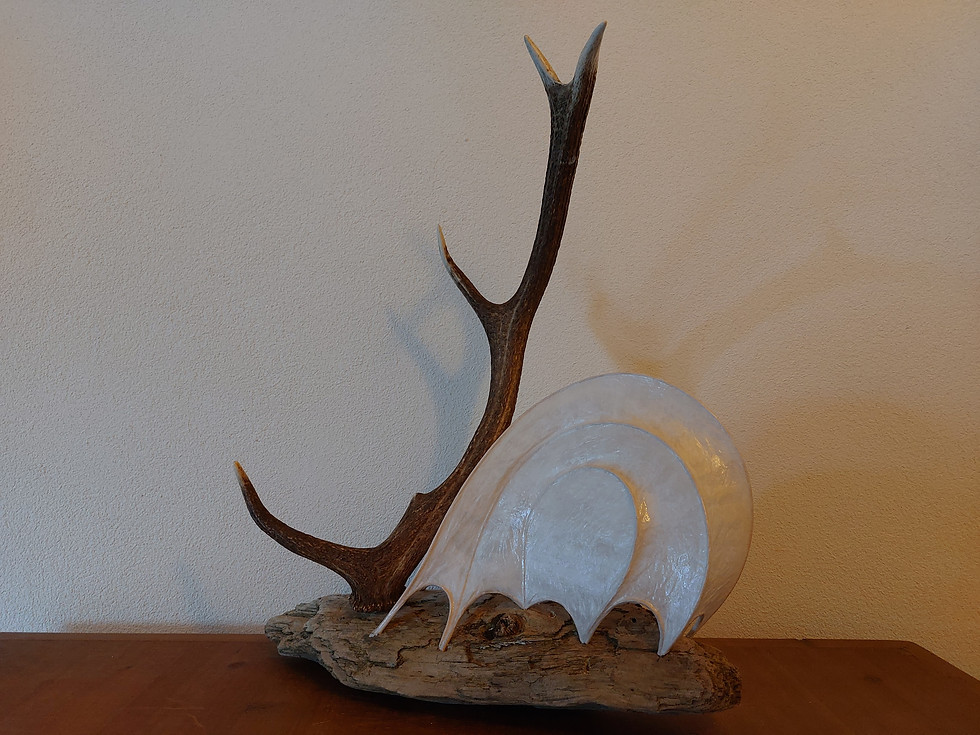 Miniaturbild: Ammonit