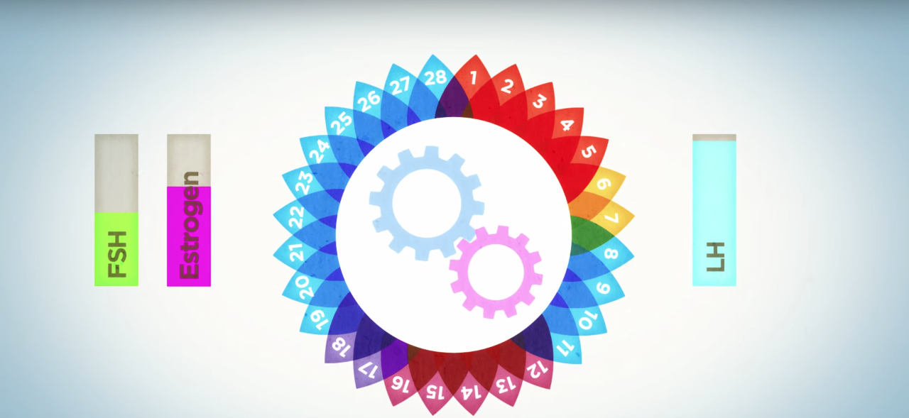 TED-Ed - What is the menstrual Cycle