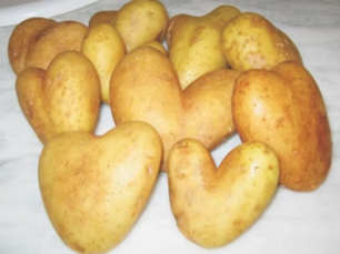 Como o QUANTEC salvou uma colheita de batatas, apesar dos enormes danos causados pela geada durante o período de floração