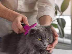 Fellwechsel bei Katzen