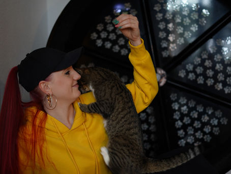 Wieso Katzen gechippt werden sollten