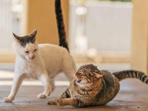 Zwei Katzen streiten sich - was tun?