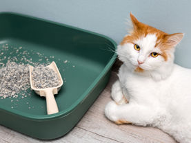 Die perfekte Katzenstreu