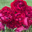 Thumbnail: Peonies - Henry Bockstoce - Bunch (10)