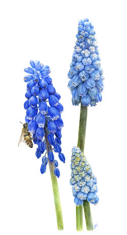 Grape Hyacinth