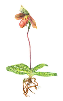Paphiopedilum