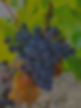 raisin (2)_edited.jpg