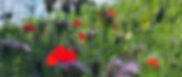 bloemen divers_edited_edited_edited.jpg