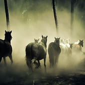 animals-fog-forest-219943.jpg
