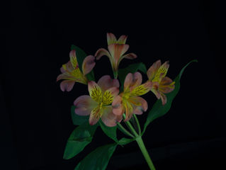 Some more still life