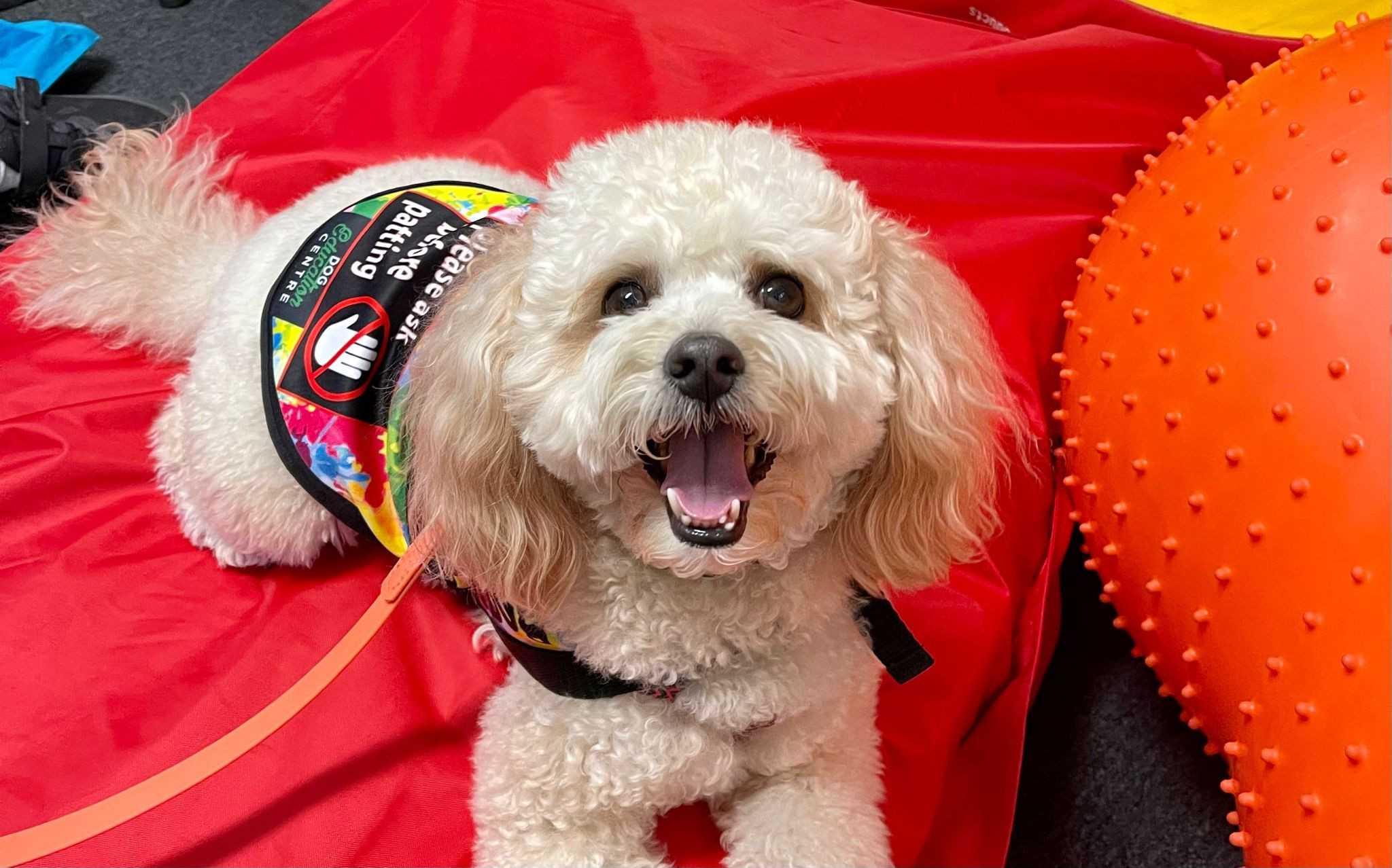 How do I get a Therapy Dog, like Peanut? THERApuppy Ruff n Roll