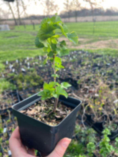 Small Consort Black Currant Plant