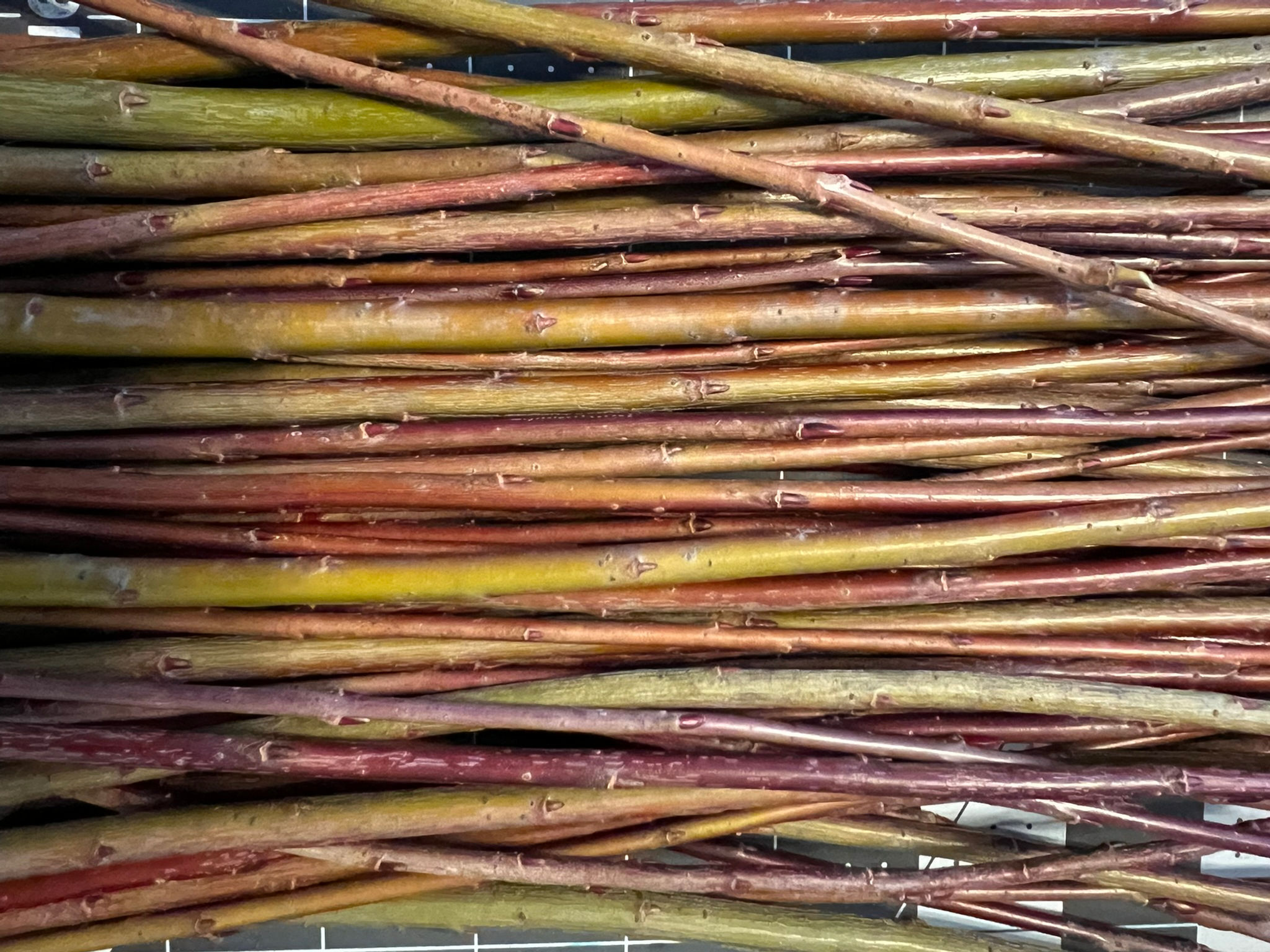 Packing Twine Willow Cuttings (5)