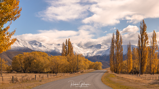 Autumn Trees Twizel