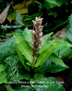 Goodyera foliosa
